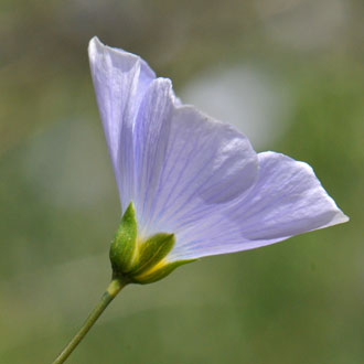Linum lewisii, Lewis Flax Linum lewisii, Lewis Flax